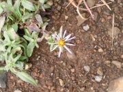 Saddle Mountain Oct 9 2005 038 